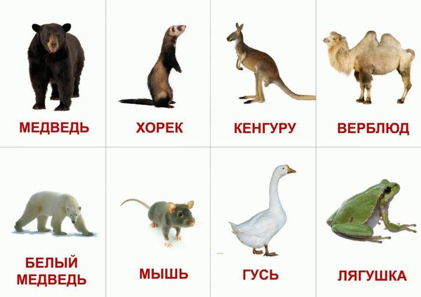 Карточки животных для детей