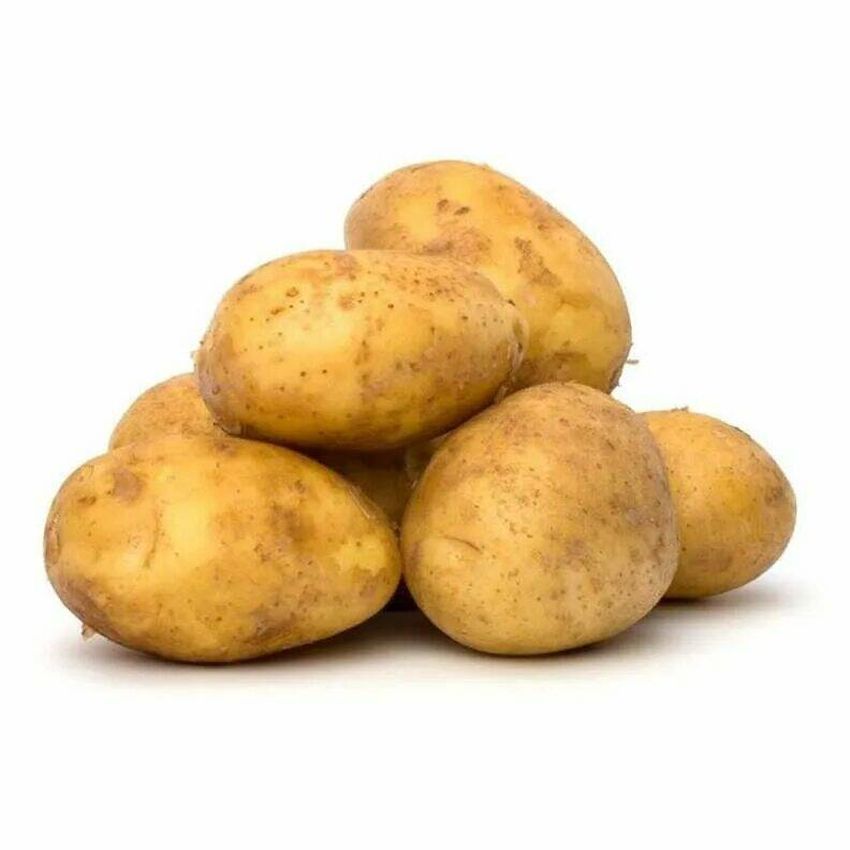 Картофель сорт гала