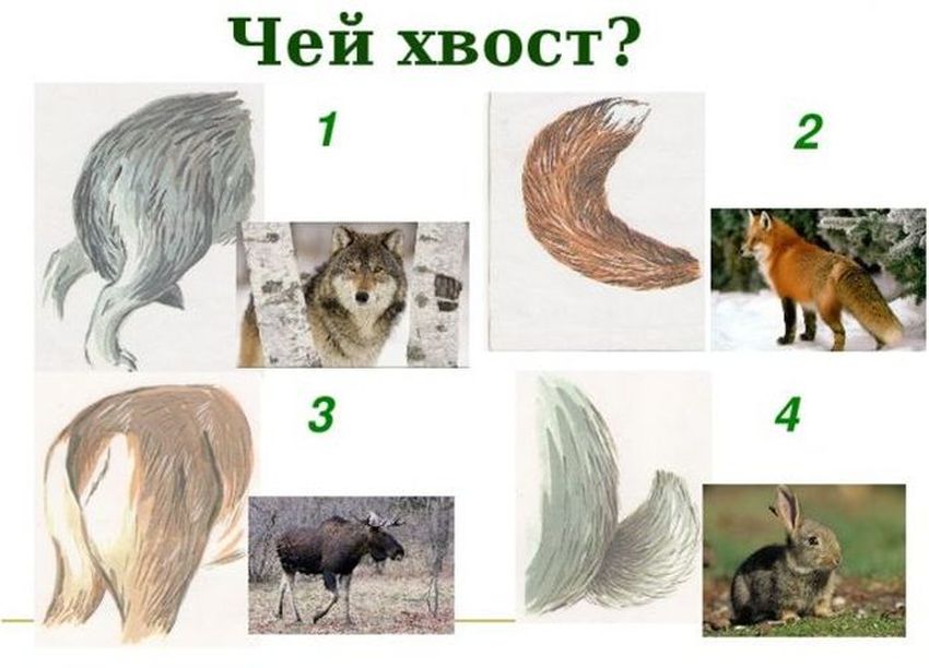 Хвосты животных