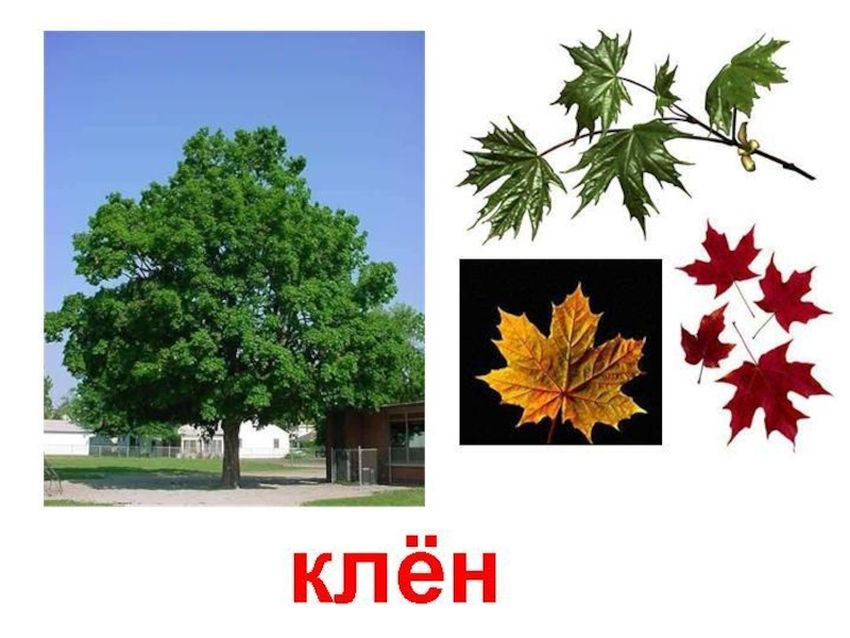 Клен дерево листья