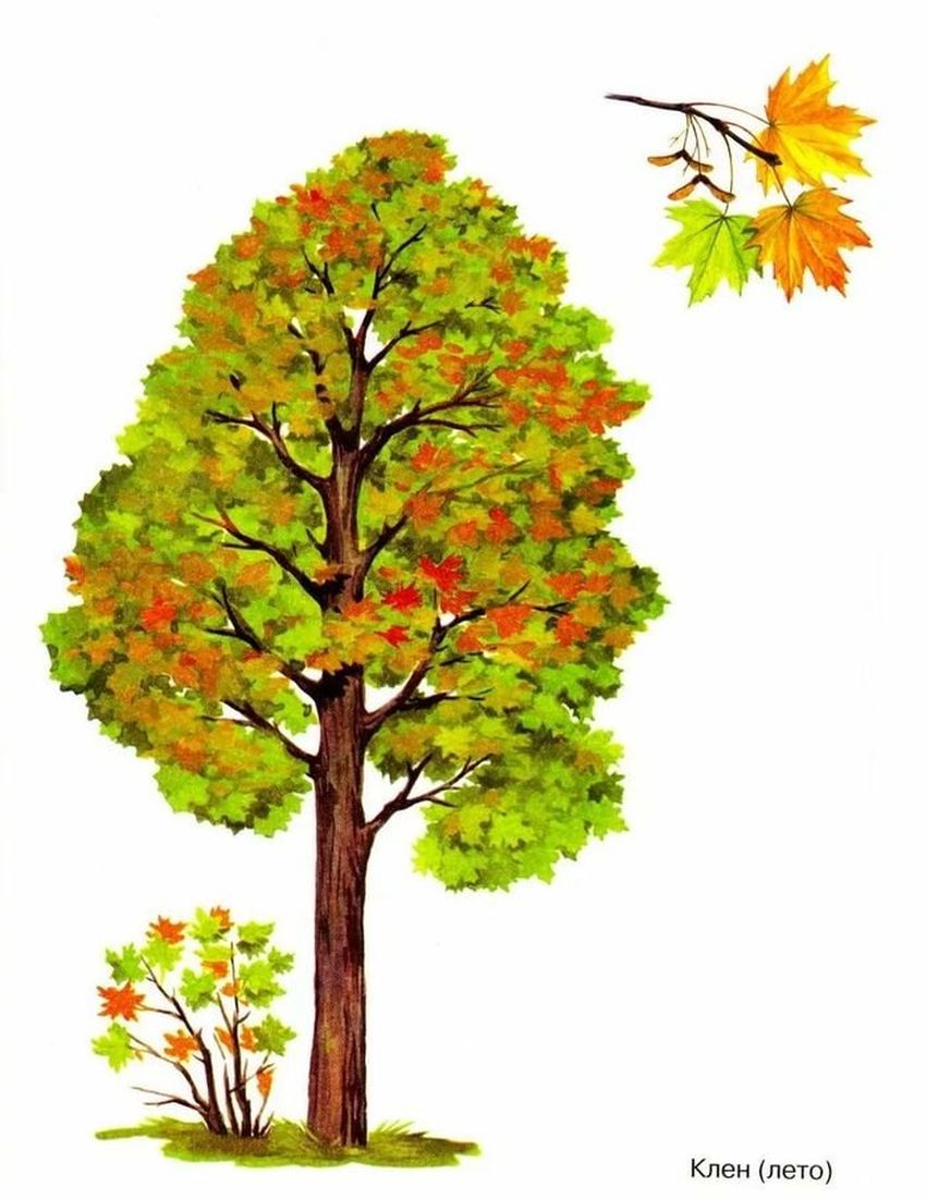 Клен рисунок