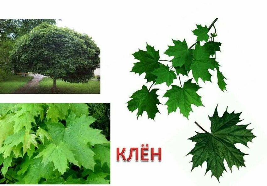 Клен