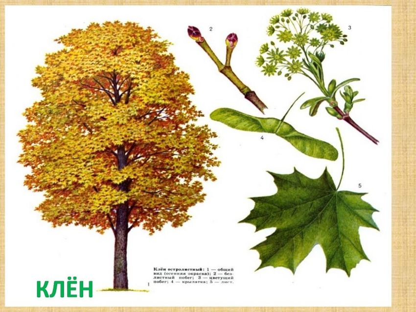 Клен дерево