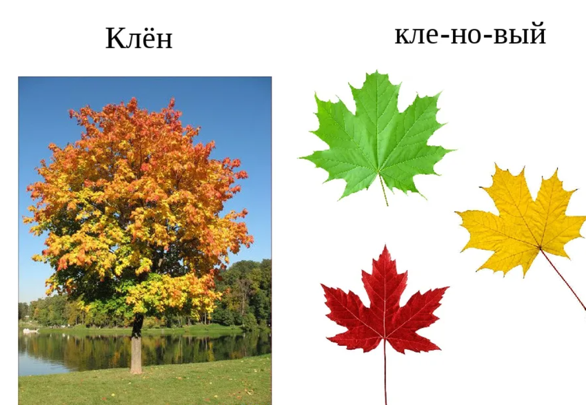 Клен