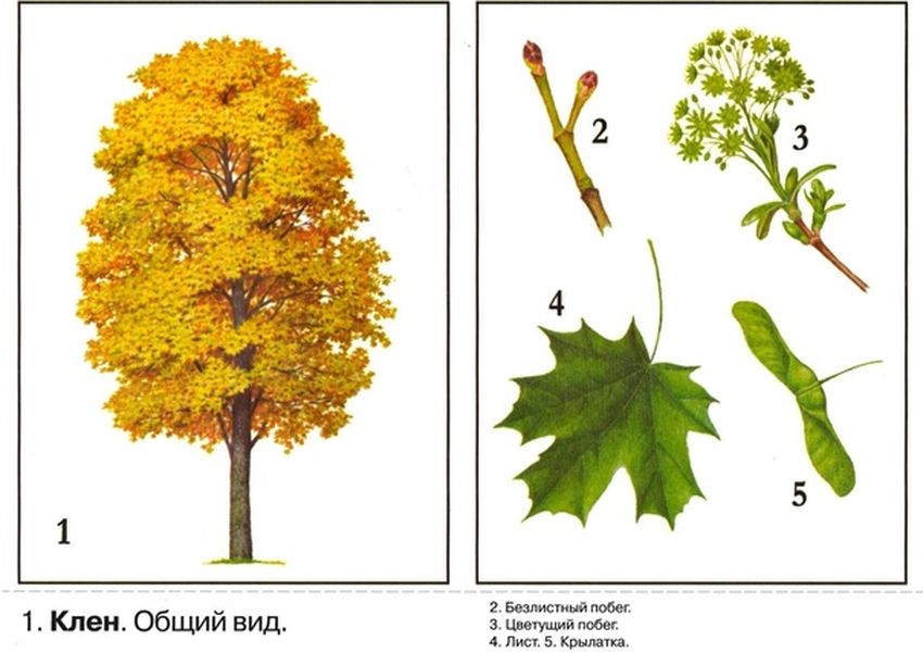 Дерево клен