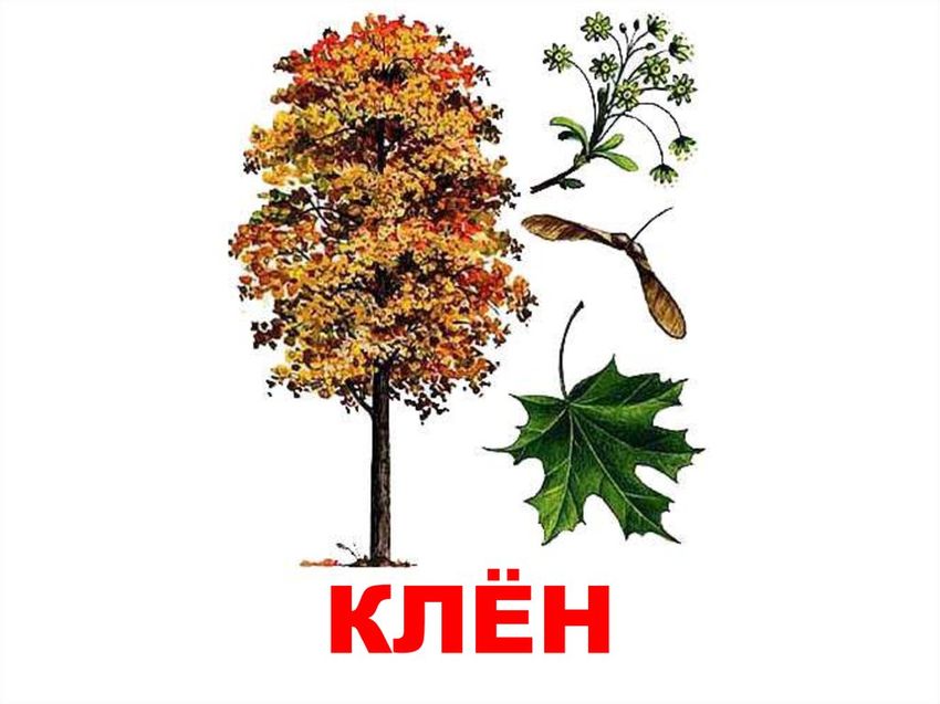 Дерево клен