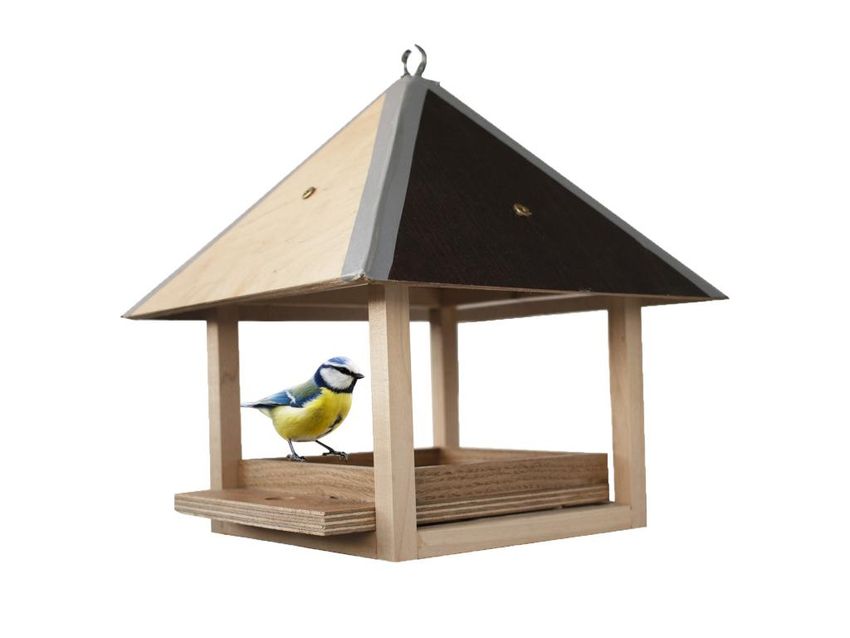 Лазоревка синица Синица птица