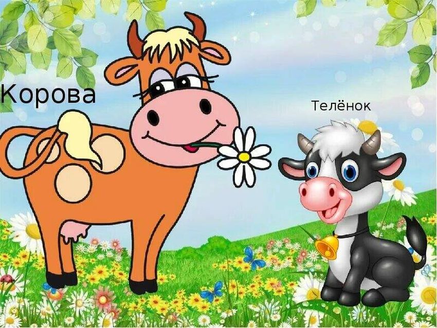 Корова