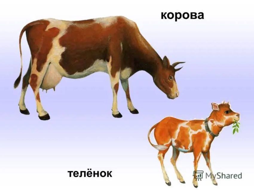 Домашние животные корова