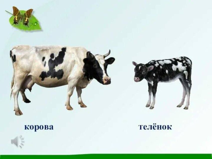 Корова теленок