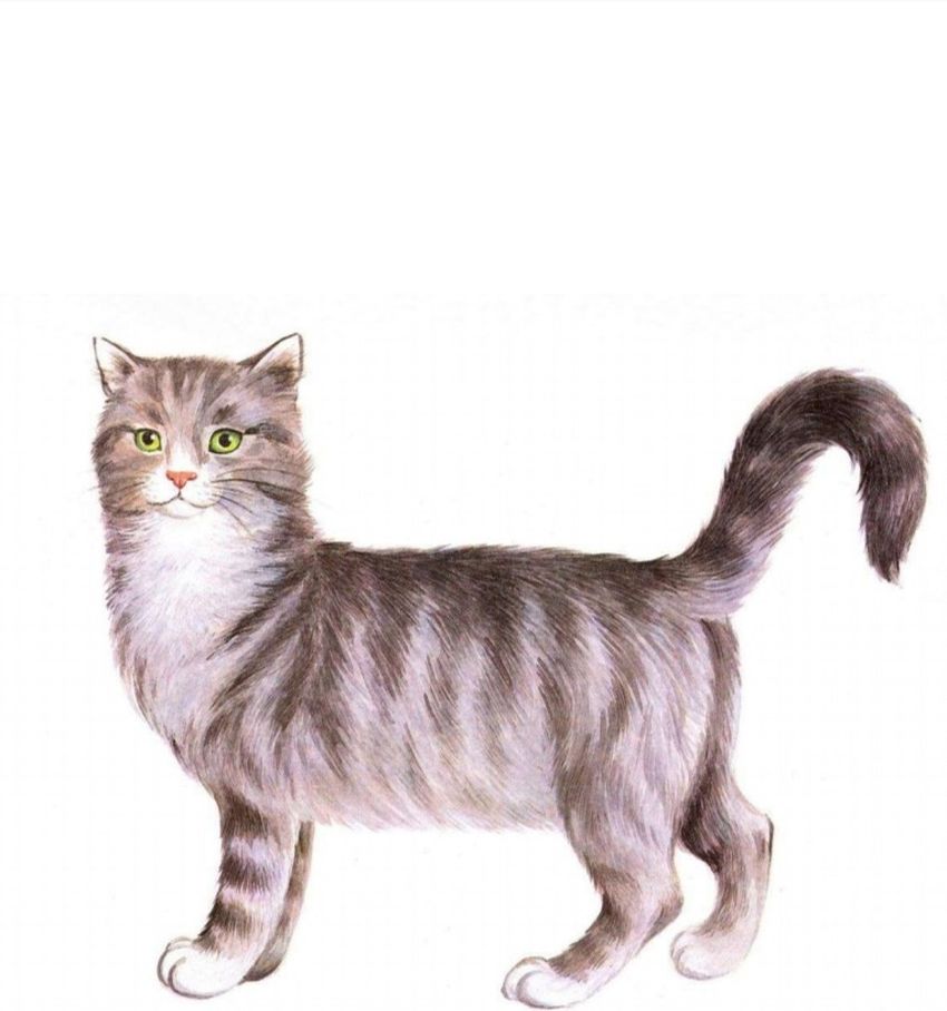 Карточка с изображением кошки