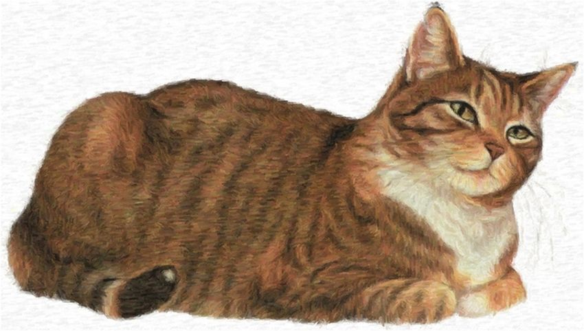 Кошка для детей