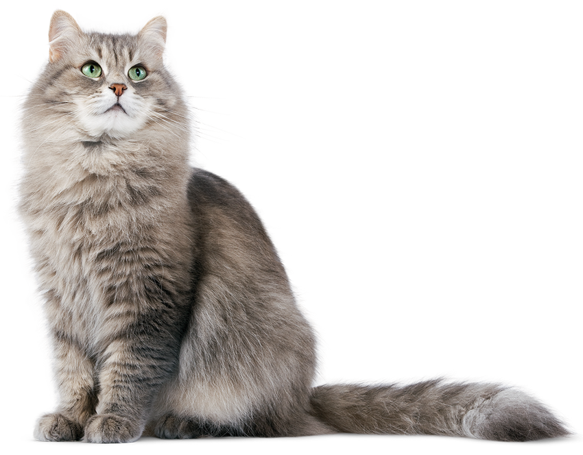 Лесная кошка на белом фоне