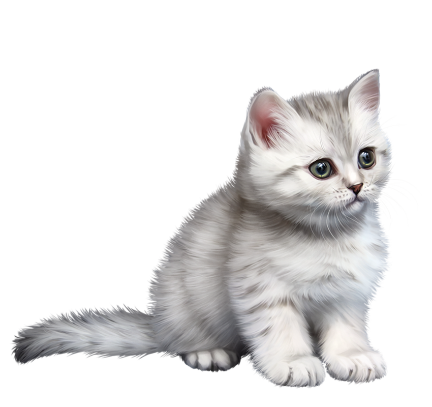 Котенок на прозрачном фоне