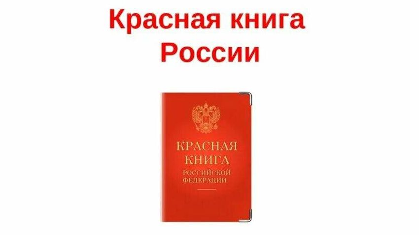 Красная книга