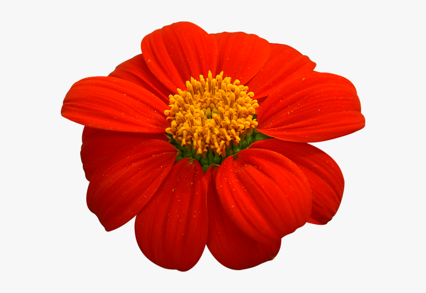 Красный цветок на белом фоне