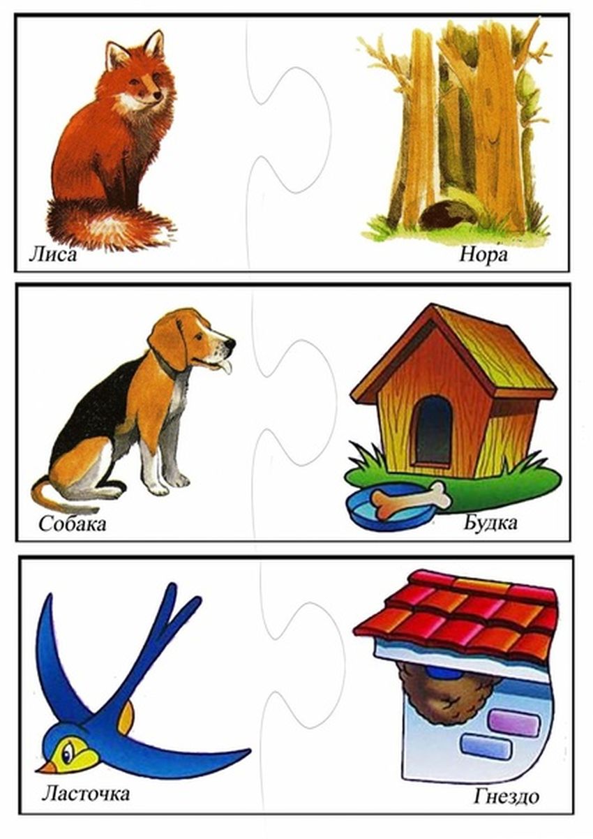 Животные и их домики