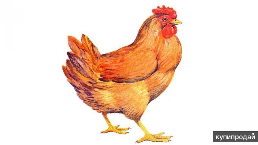 Рисунок курицы