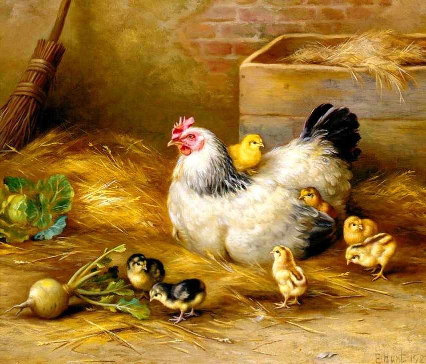 Куры с цыплятами