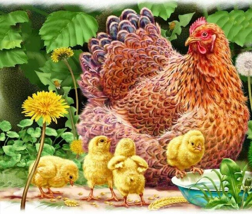 Цыпленок курицы Куры с цыплятами