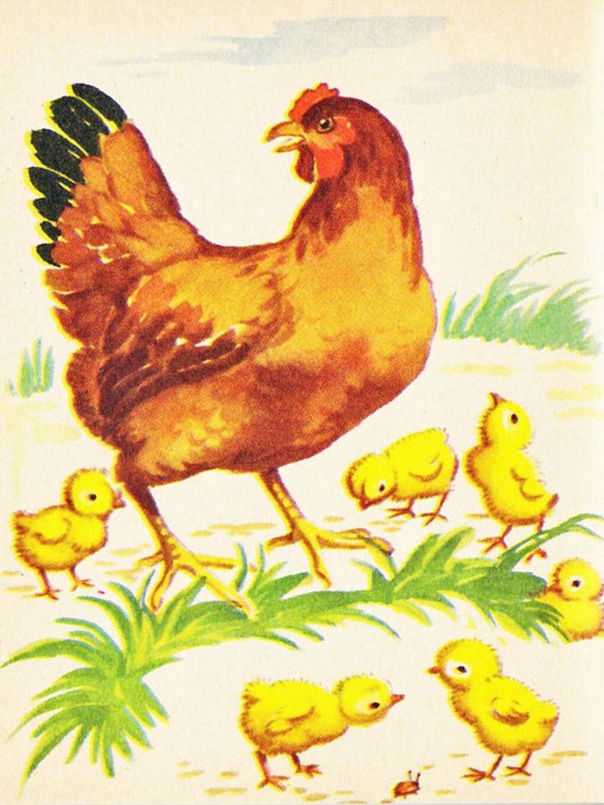 Курочка с цыплятами для детей Курочка с цыплятами