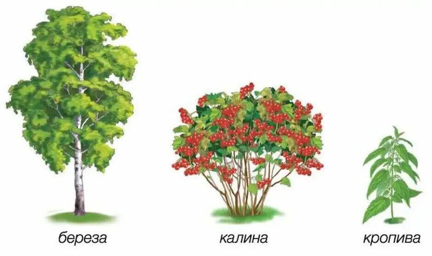 Кустарники рисунок
