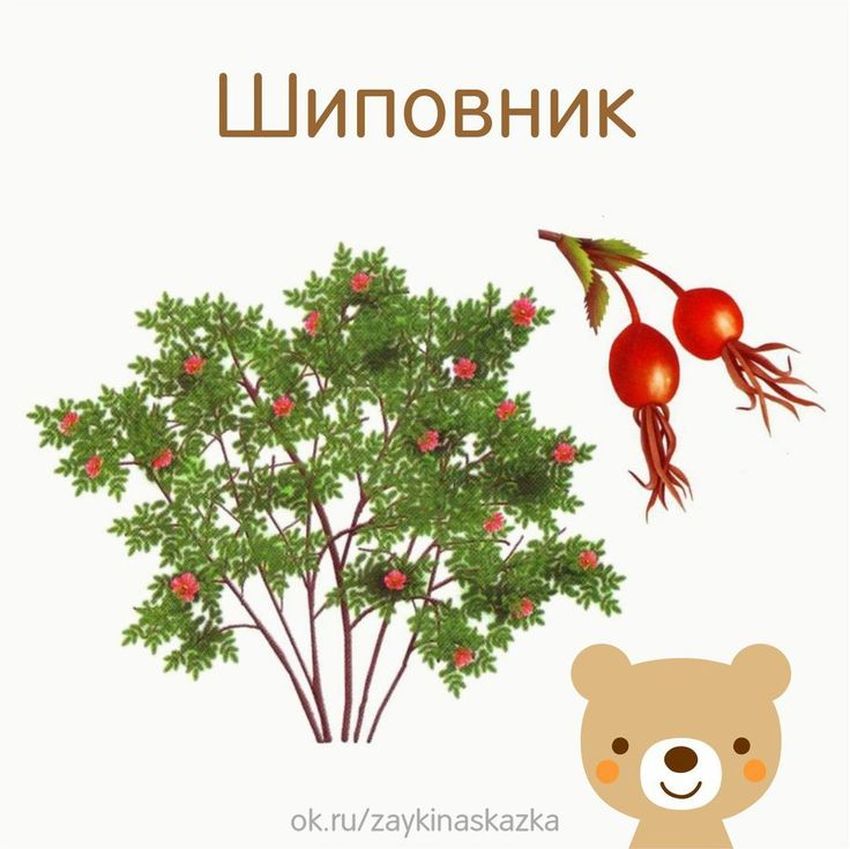 Шиповник дерево