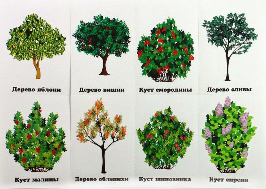 Лиственные деревья