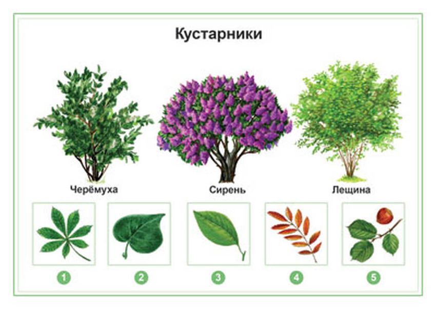 Кустарники