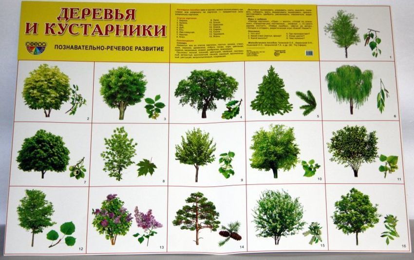 Деревья и кусты