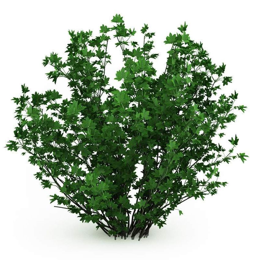 Куст