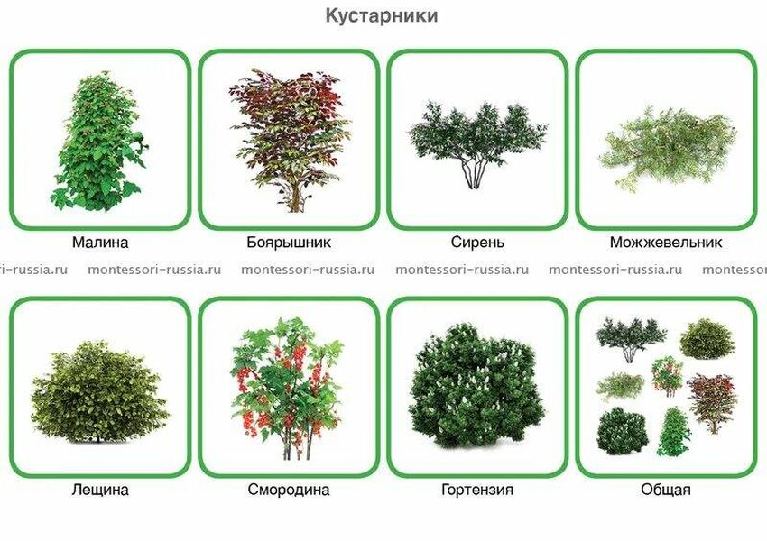 Кустарники виды