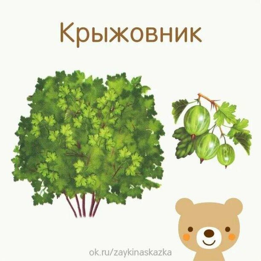 Крыжовник дерево