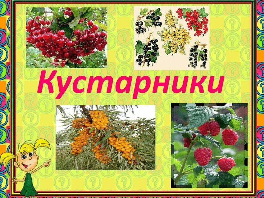 Кустарники примеры