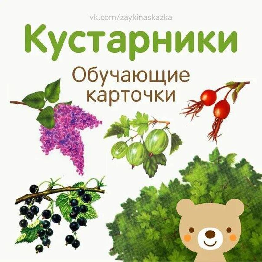 Обучающие карточки ягоды
