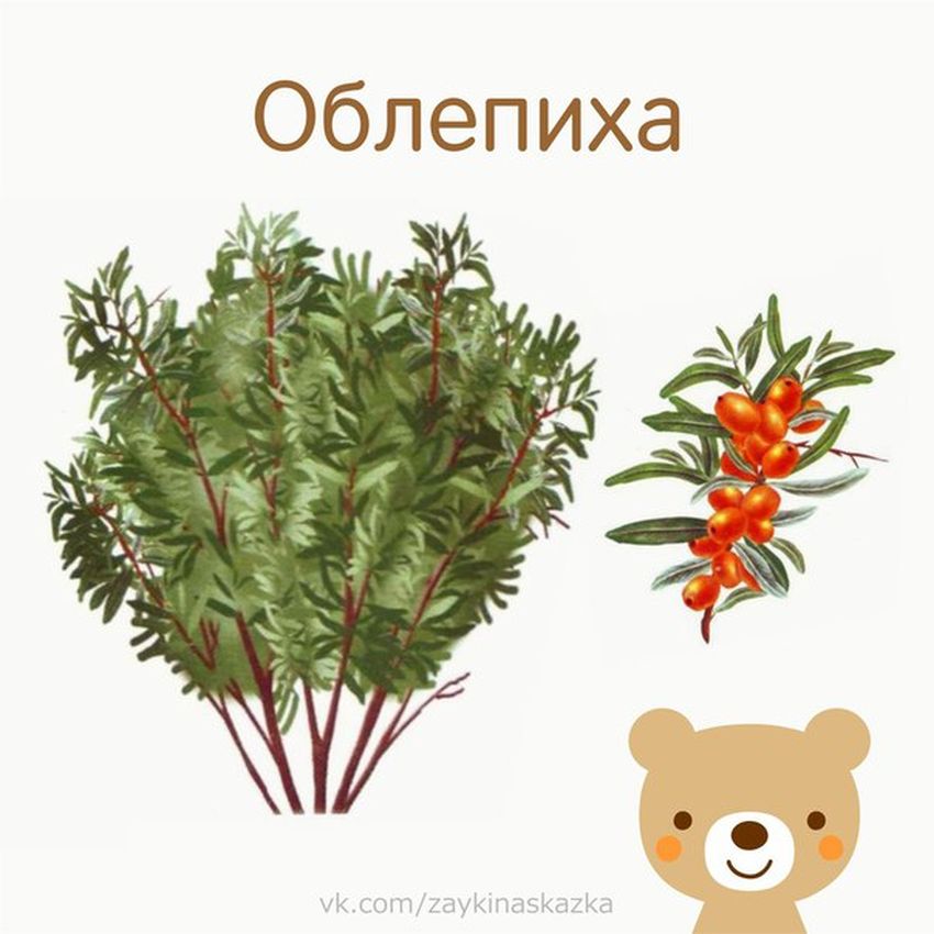 Облепиха карточки для детей