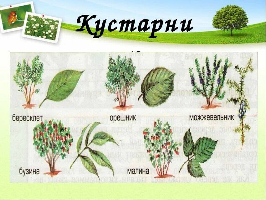 Кустарники для детей