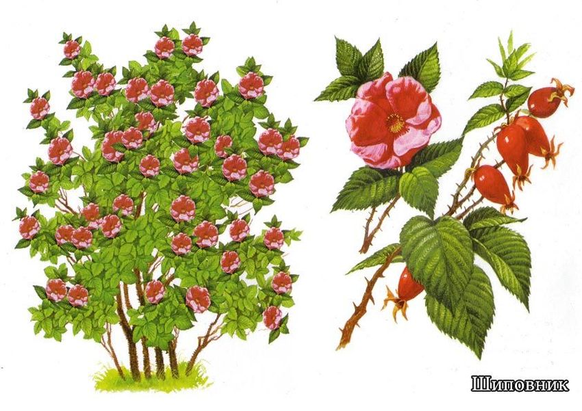 Шиповник