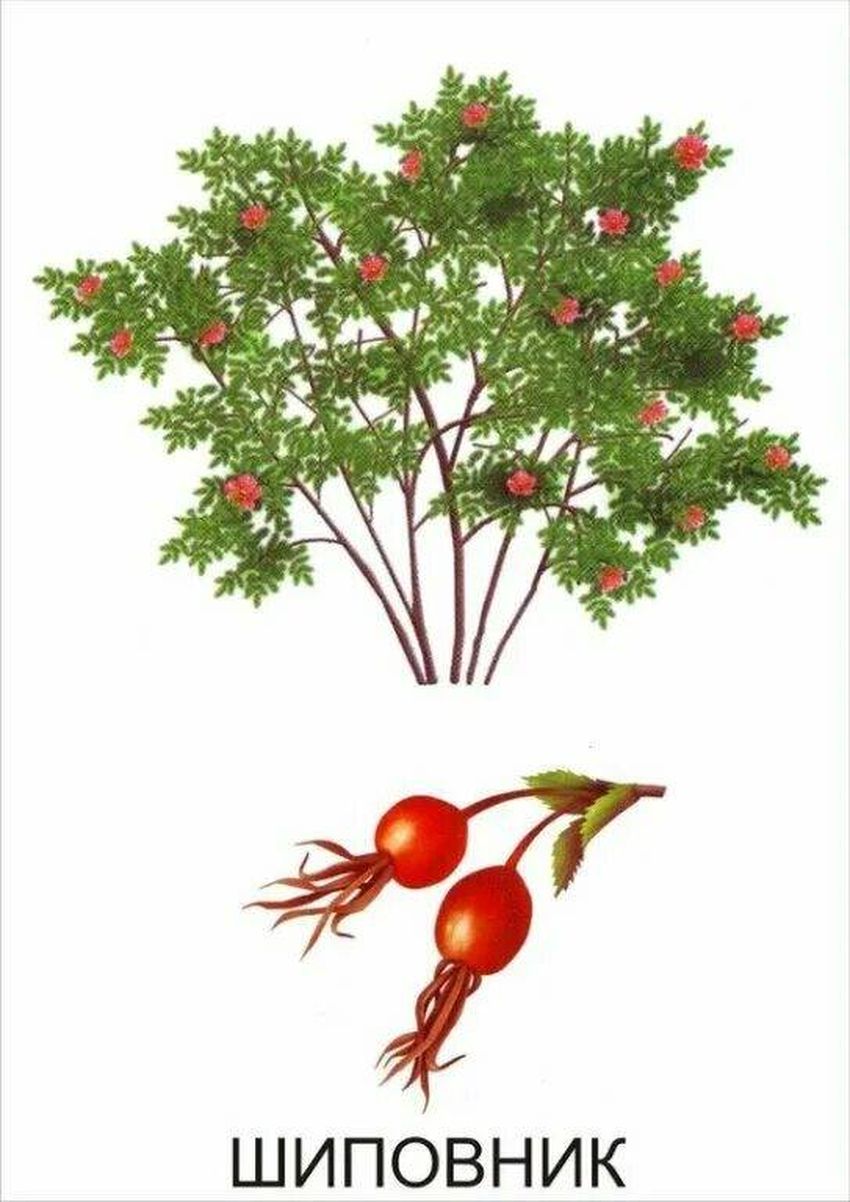 Шиповник куст шиповник