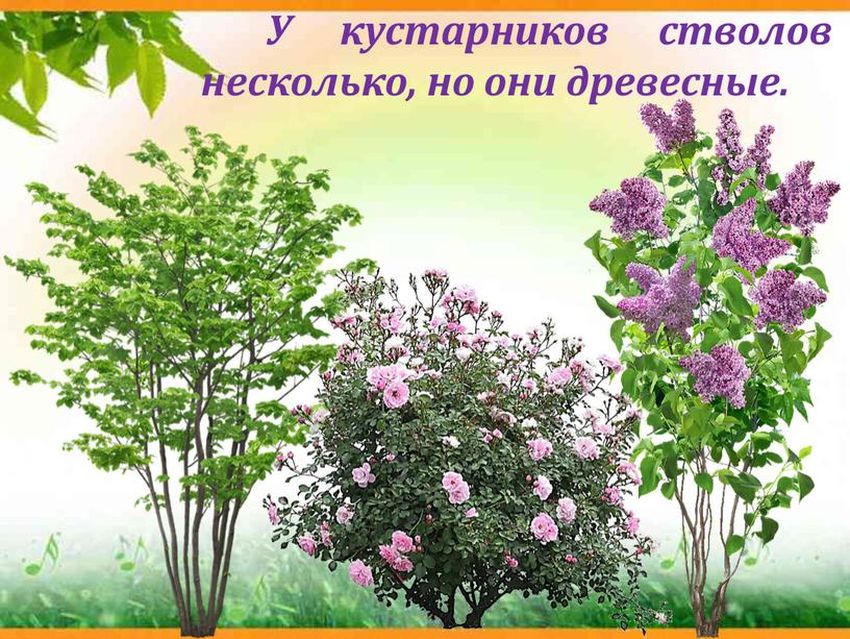 Сирень дерево