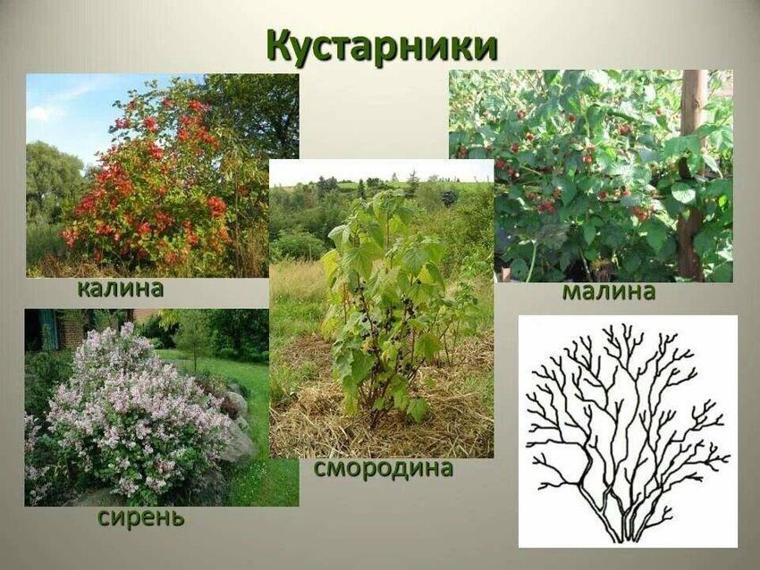 Кустарники виды