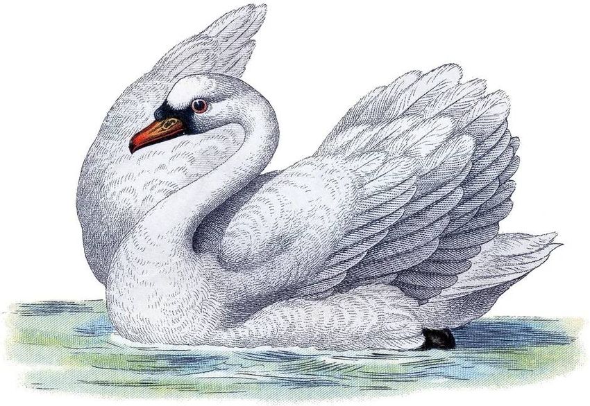 Лебедь