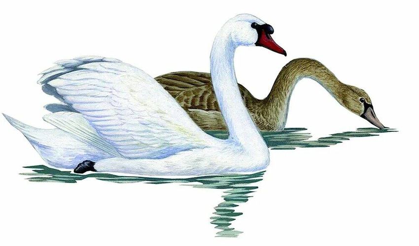 Лебедь шипун рисунок
