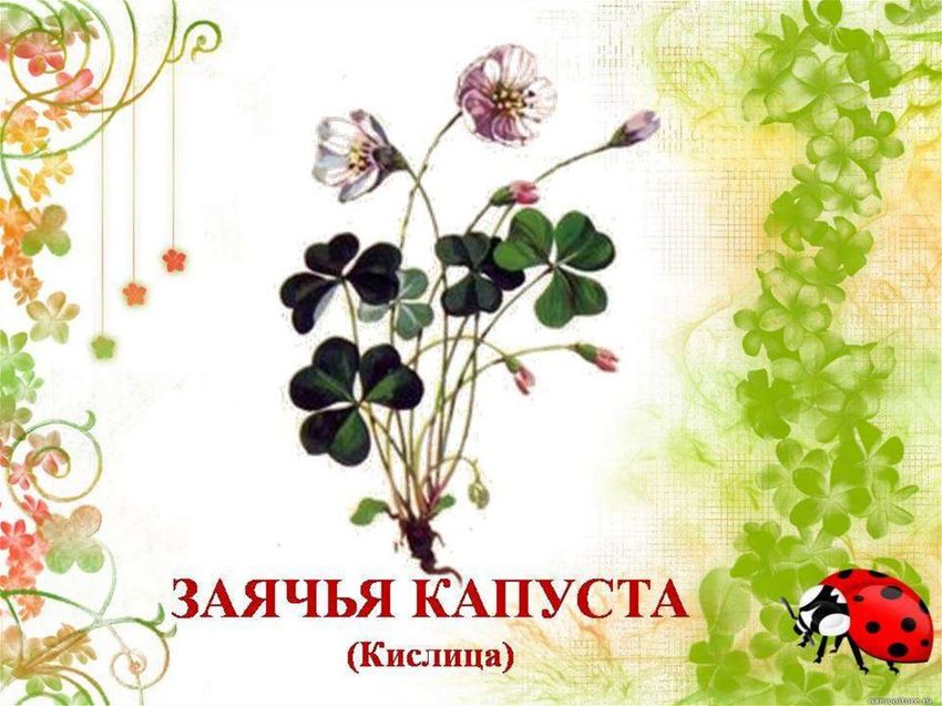 Лекарственные растения для детей