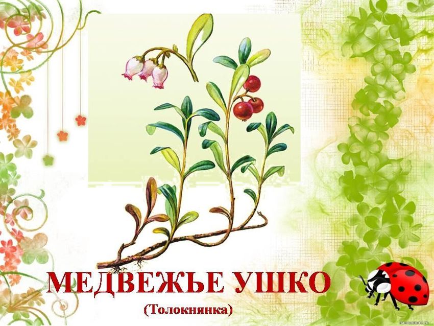 Растение толокнянка обыкновенная (медвежье ушко)