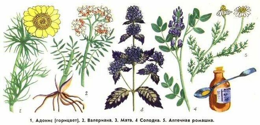 Рисунки лекарственных растений