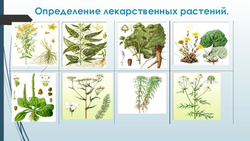 Лекарственыерастения для детей