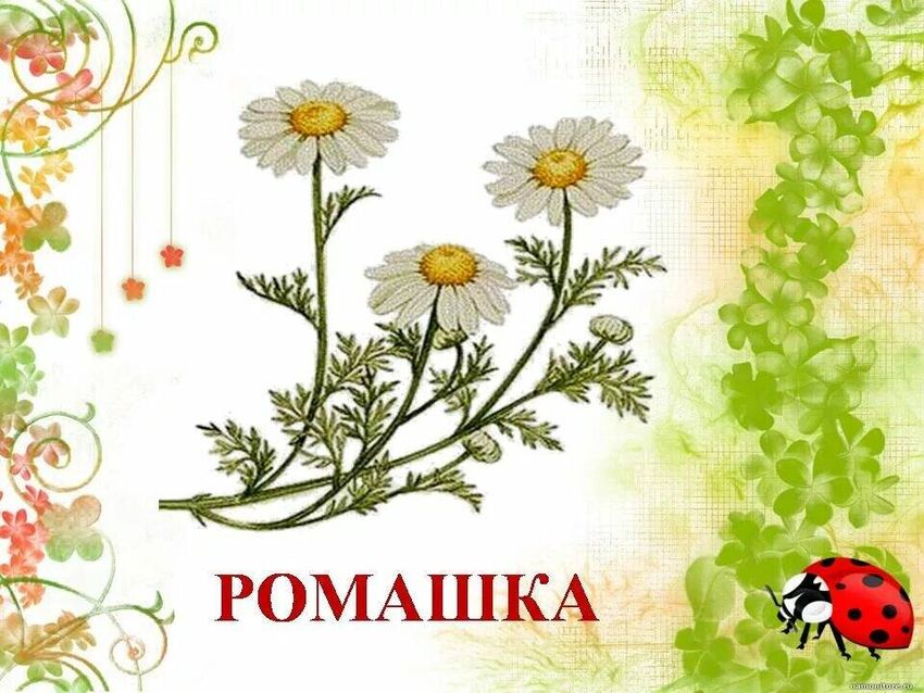 Ромашка лекарственная