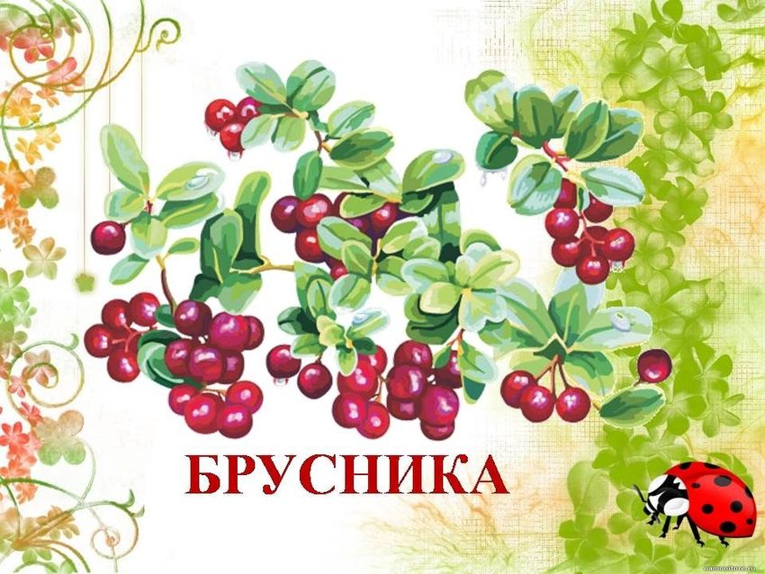 Брусника