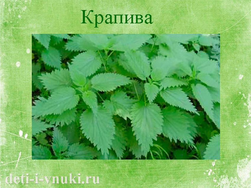 Крапива растение